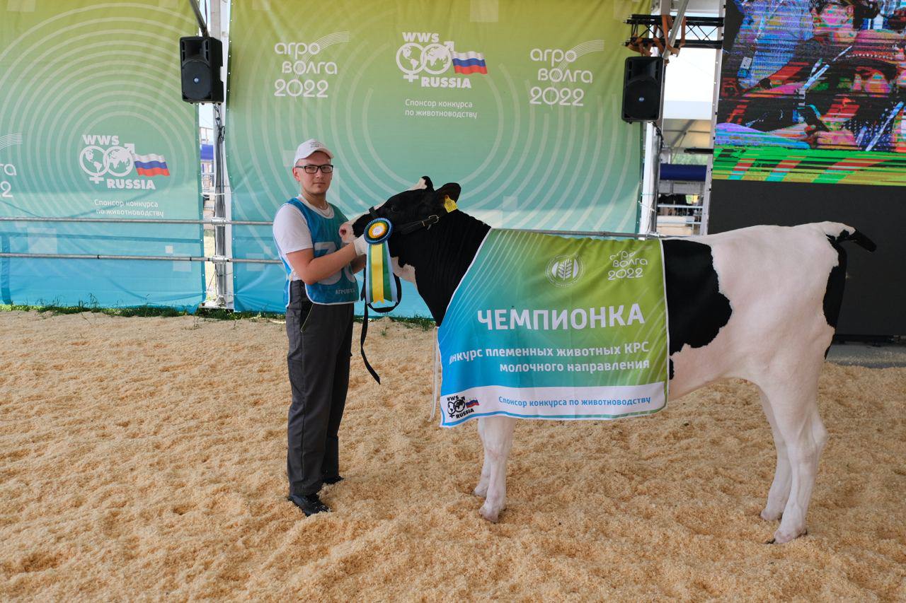 The best breeding cows were selected at the exhibition "Agrovolga" in the Republic of Tatarstan